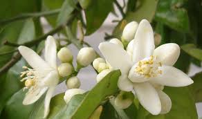 ¡YA HUELE A AZAHAR!